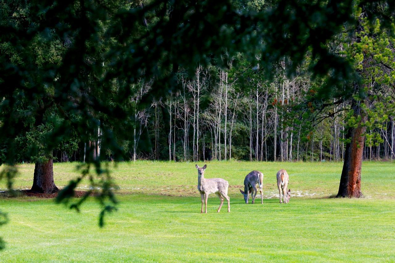 Bed and Breakfast Sleepy Creek Country Manor à Bragg Creek Extérieur photo